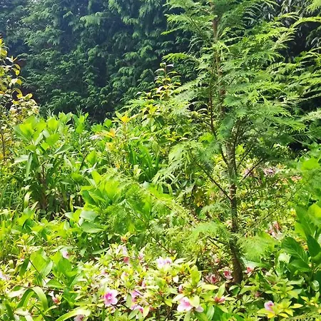 Quinta Meneses Tatil Evi *